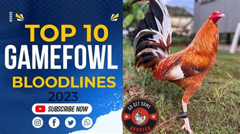 best gamefowl bloodline|TOP 10 GAMEFOWL BLOODLINES .